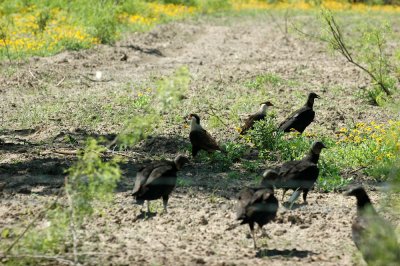 42cooksFishHatch 100crestedcaracarapair.jpg