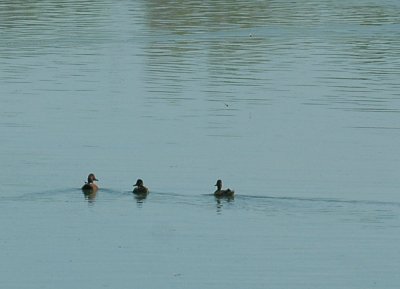 42cooksFishHatch 104cinnamonteal.jpg