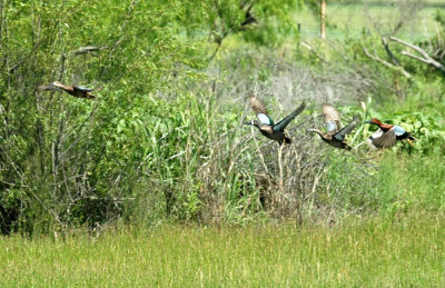 42cooksFishHatch 114teals.jpg