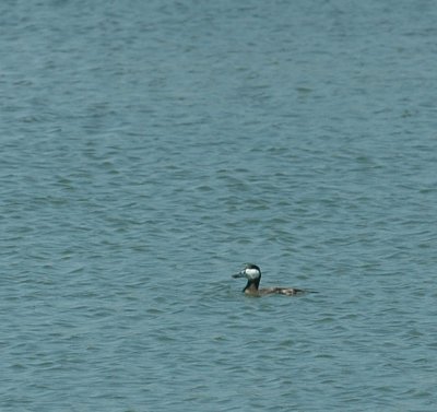 42cooksFishHatch 134ruddyduck.jpg