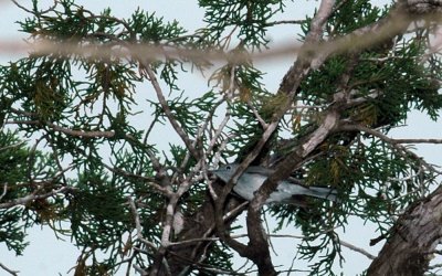 43neals 025bluegraygnatcatcher.jpg
