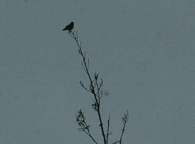 43neals 028blackchinnedhummer.jpg