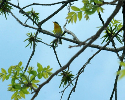 43neals 043tropicalParula.jpg