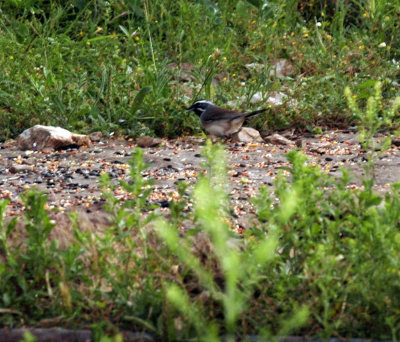 46neals 017blackthroatedsparrow.jpg
