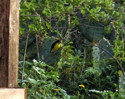 46neals 020lessergoldfinch.jpg