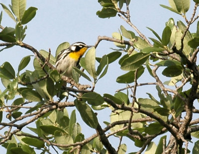 46neals 028yellowthroatedwarbler.jpg