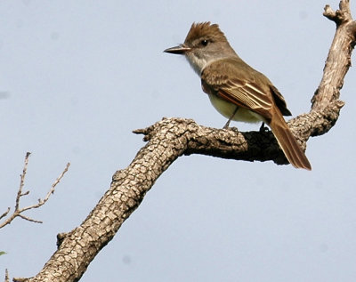 46neals 031ashthroatedflycatcher.jpg