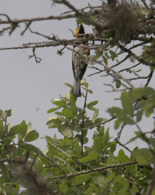 46neals 081goldencheekedwarbler.jpg
