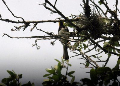 46neals 082goldencheekedwarbler.jpg