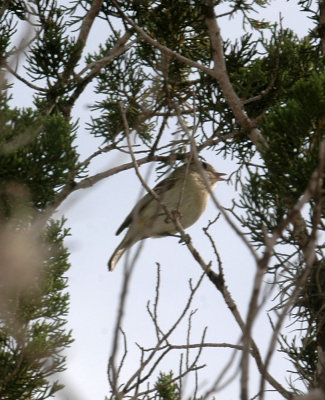 46neals 095huttonsvireo.jpg
