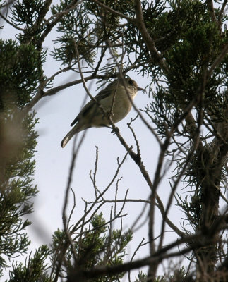 46neals 096huttonsvireo.jpg