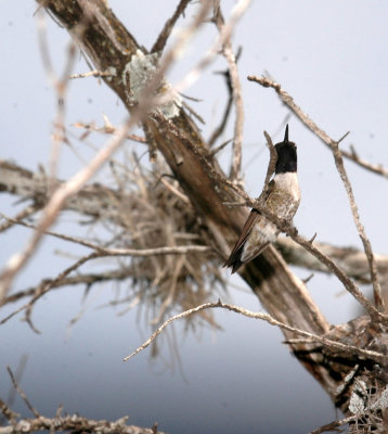 46neals 100blackchinnedhummer.jpg