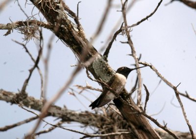 46neals 101blackchinnedhummer.jpg