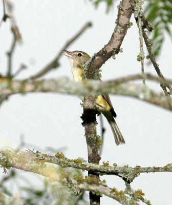 47NealsCooks 025bellsvireo.jpg