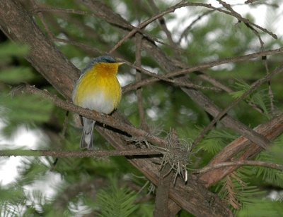 47NealsCooks 059tropicalParula.jpg