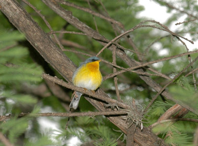 47NealsCooks 065tropicalParula.jpg