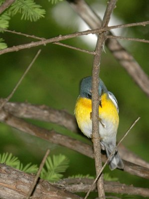 47NealsCooks 076tropicalParula.jpg