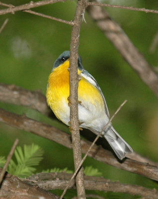 47NealsCooks 080tropicalParula.jpg