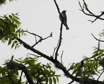 47NealsCooks 123yellowthroatedwarbler.jpg