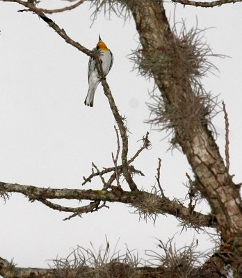 47NealsCooks 130yellowthroatedwarbler.jpg