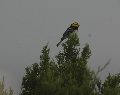 47NealsCooks 145goldencheekedwarbler.jpg