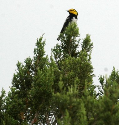 47NealsCooks 149goldencheekedwarbler.jpg