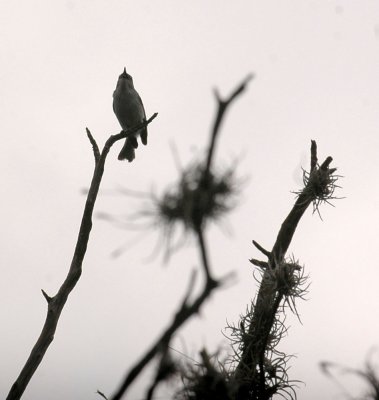 47NealsCooks 171bluegraygnatcatcher.jpg