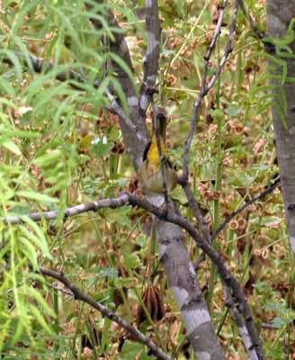 47NealsCooks 213commonyellowthroat.jpg