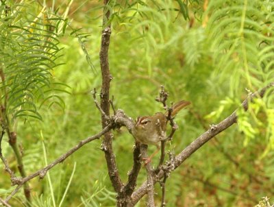 47NealsCooks 224olivesparrowzzzzzzzzzzzz.jpg