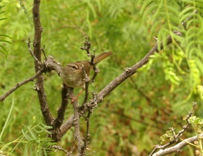 47NealsCooks 225olivesparrowzzzzzzzzzzzz.jpg