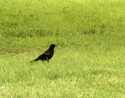 47NealsCooks 240redwingedblackbird.jpg
