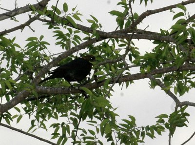 48nealsEaster 012brownheadedcowbird.jpg