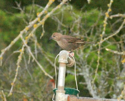 48nealsEaster 014housefinch.jpg