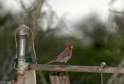 48nealsEaster 020housefinch.jpg