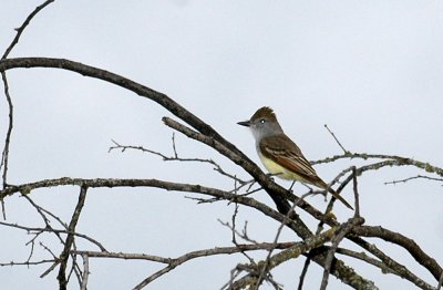 48nealsEaster 025myiarchus.jpg