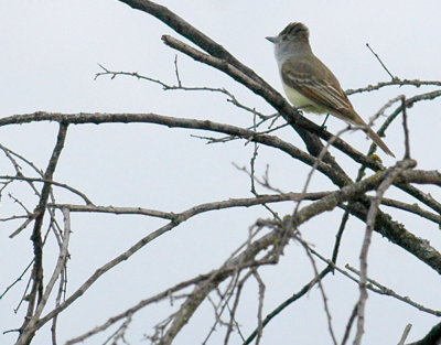 48nealsEaster 027browncrestedflycatcher.jpg