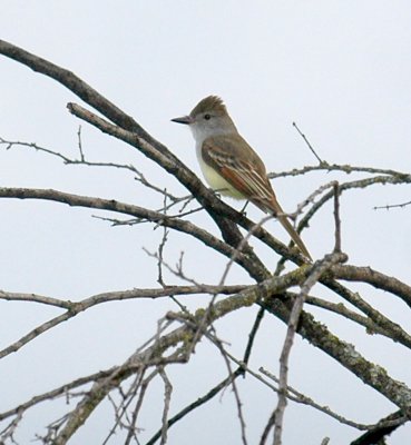 48nealsEaster 029browncrestedflycatcher.jpg