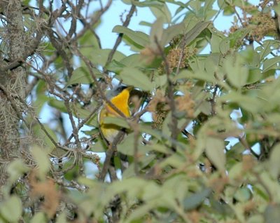 48nealsEaster 031tropicalparula.jpg