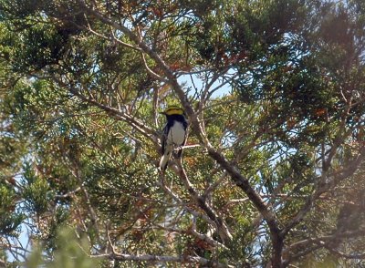 48nealsEaster 110goldencheekedwarbler.jpg