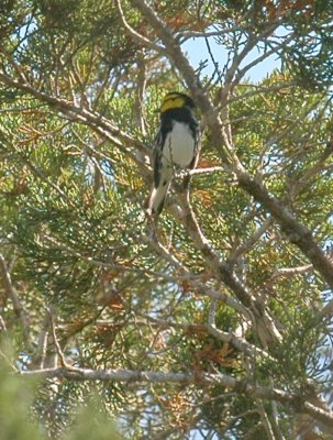 48nealsEaster 111goldencheekedwarbler.jpg