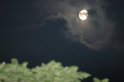49neals 002migrationmoon.jpg