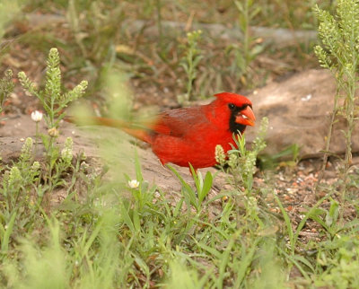 49neals 045ncardinal.jpg