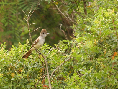 49neals 080flycatcher.jpg