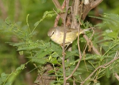 49neals 094birdzzzzzzzzz.jpg