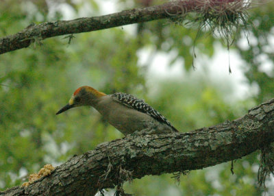 414neals 072goldenfrontedwoodpecker.jpg