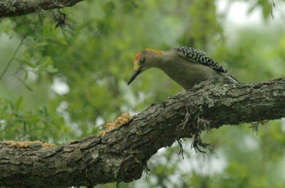 414neals 073goldenfrontedwoodpecker.jpg
