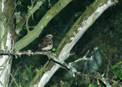 415neals 003larksparrow.jpg