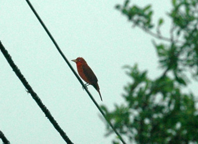 415neals 017summertanager.jpg