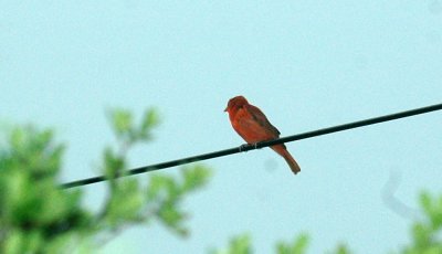 415neals 019summertanager.jpg
