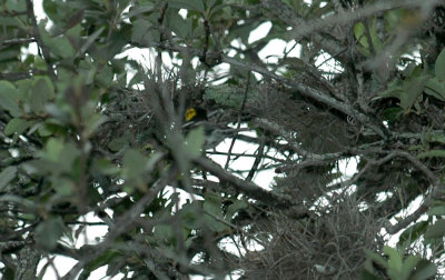 415neals 041findthegoldencheekedwarbler.jpg